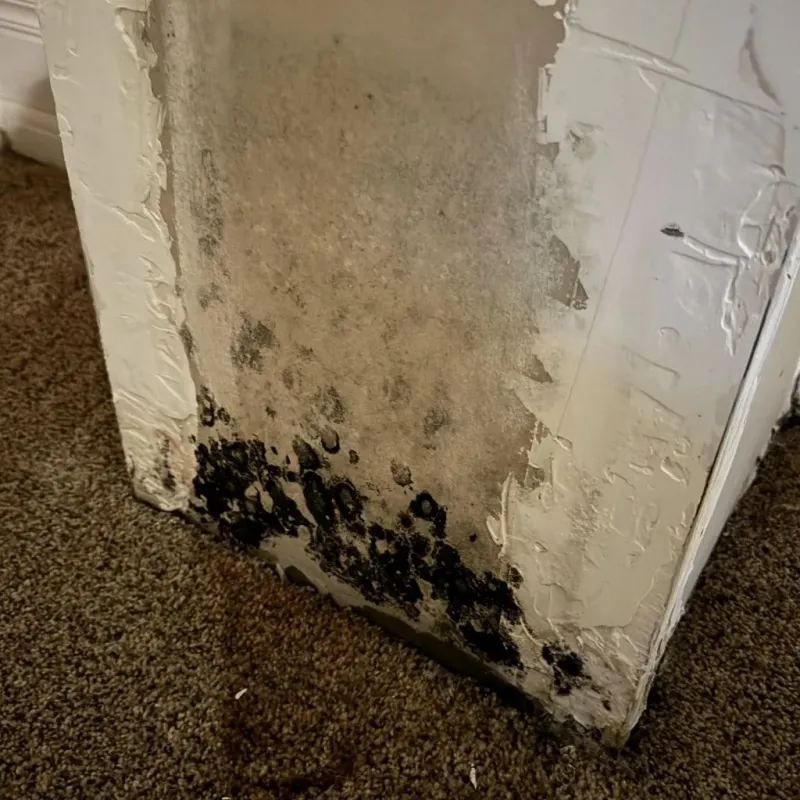 Professional Mold Removal in Madison County, NE